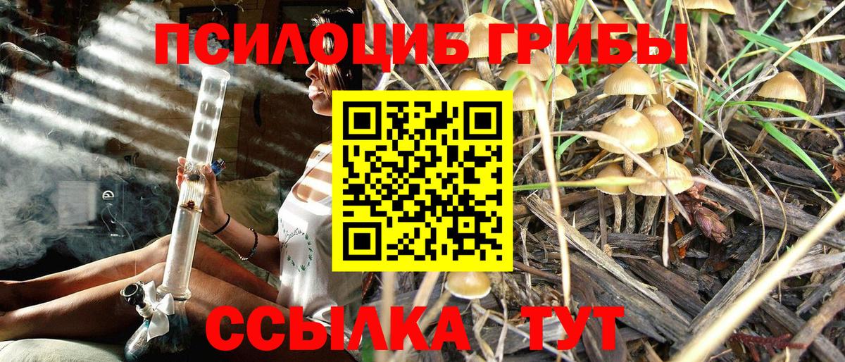 Псилоцибиновые грибы Psilocybine cubensis Лесозаводск